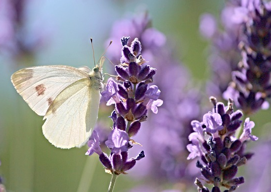 Lavandula Angustifolia ‘Felice Premium Provence’ - Lavendel