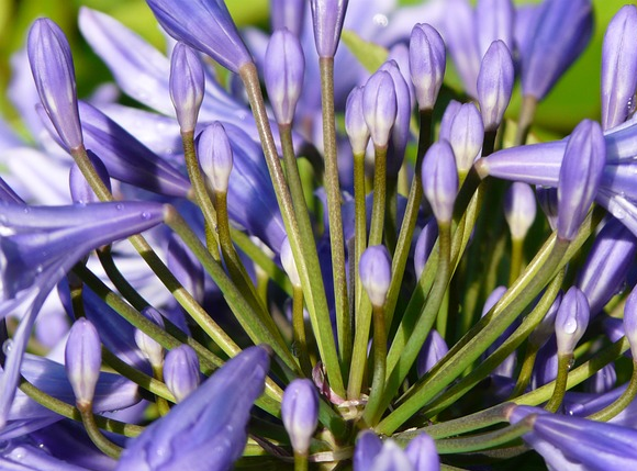 Agapanthus praecox ‘Polar Star’ - Afrikaanse lelie
