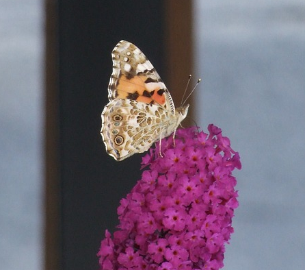 Buddleja davidii butterfly candy ‘Little Ruby’ - Dwergvlinderstruik