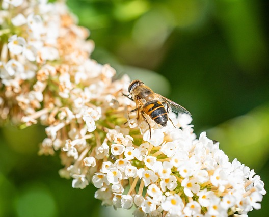 Buddleja davidii butterfly candy ‘little white’ - Dwergvlinderstruik