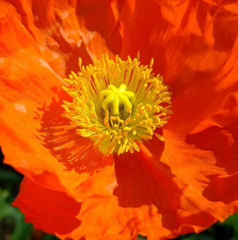 Papaver Champagne Bubbles ‘Orange’ - Klaproos