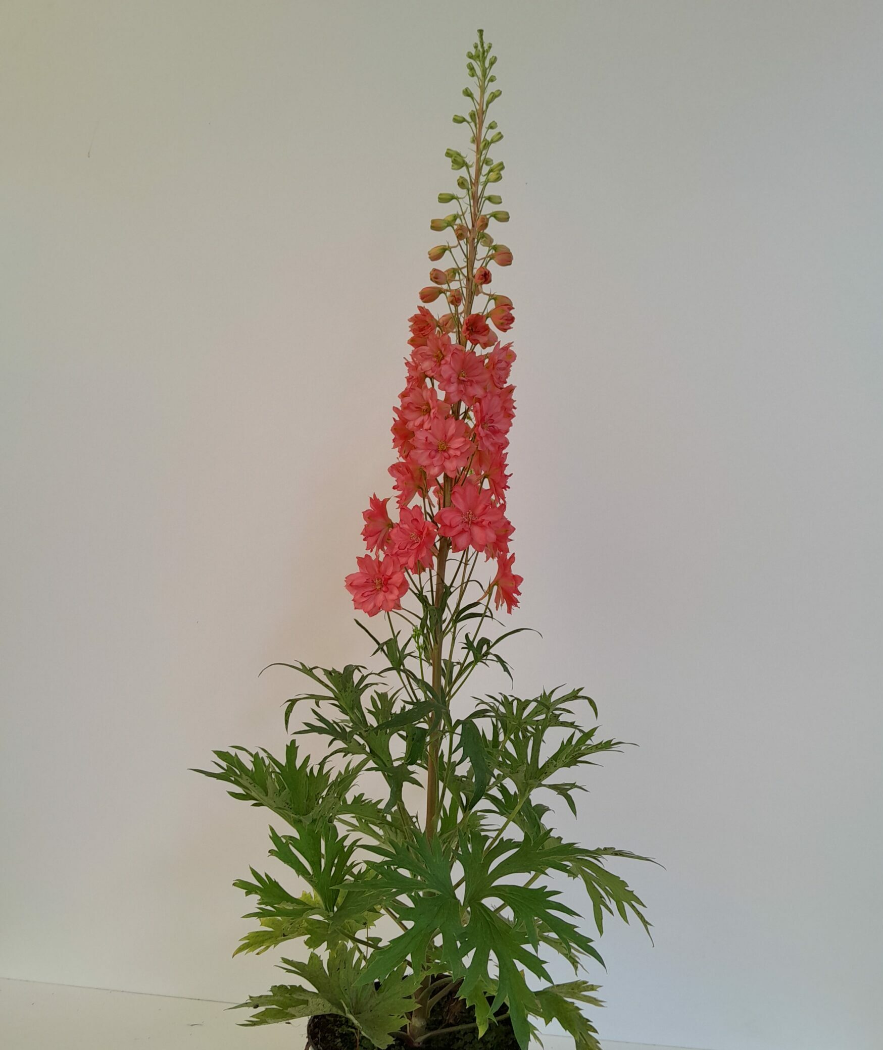 Delphinium ‘Red Lark’ - Ridderspoor