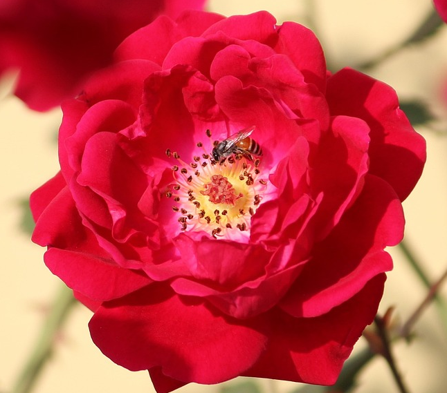 Rosa ‘rote the fairy’ - struikroos
