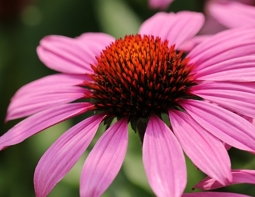 Echinacea ‘Lakota Pink’ - Zonnehoed