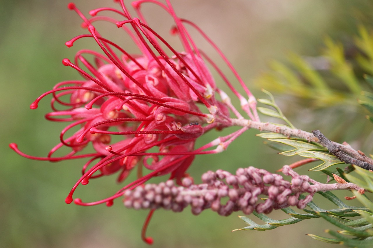 Grevillea Johnsonii - Grevillea