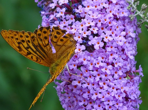Buddleja davidii ‘Blue Chip’ - Vlinderstruikje