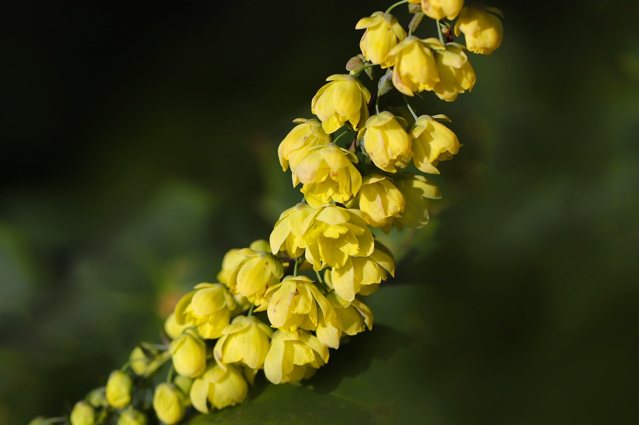 Mahonia media ‘Winter Sun’ - Mahoniestruik