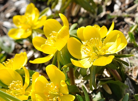 Potentilla fruticosa ‘Elizabeth’ - Struikganzerik