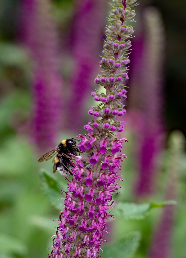 Teucrium Hyrcanicum - Valse salie