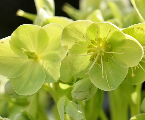 Helleborus Argutifolius - Nieskruid
