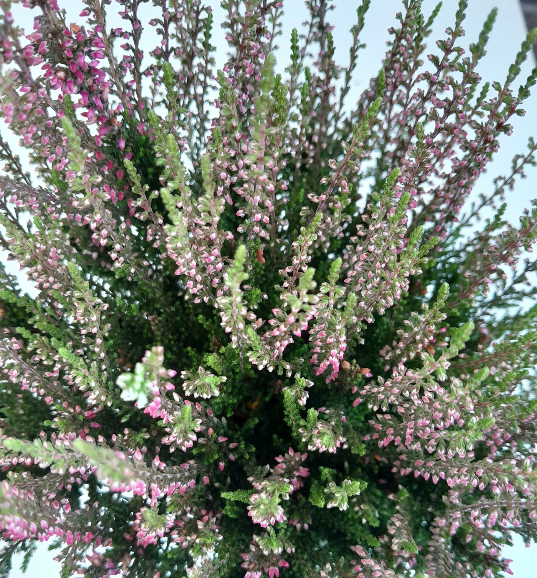 Calluna vulgaris Katija - Zomerheide, struikheide