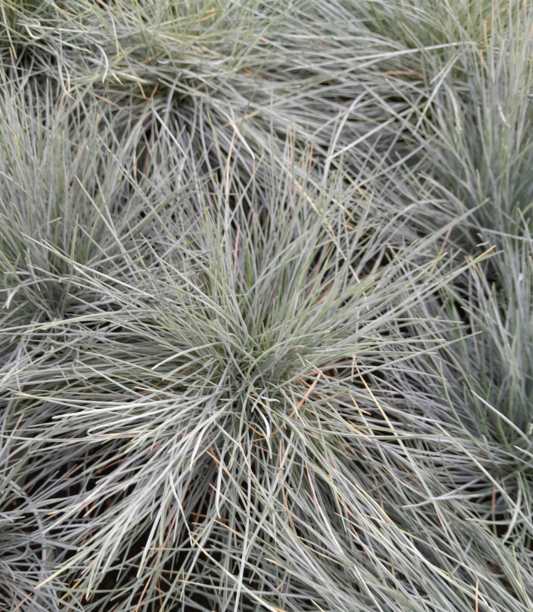 Festuca glauca ‘Compact Blue’ - Zwenkgras