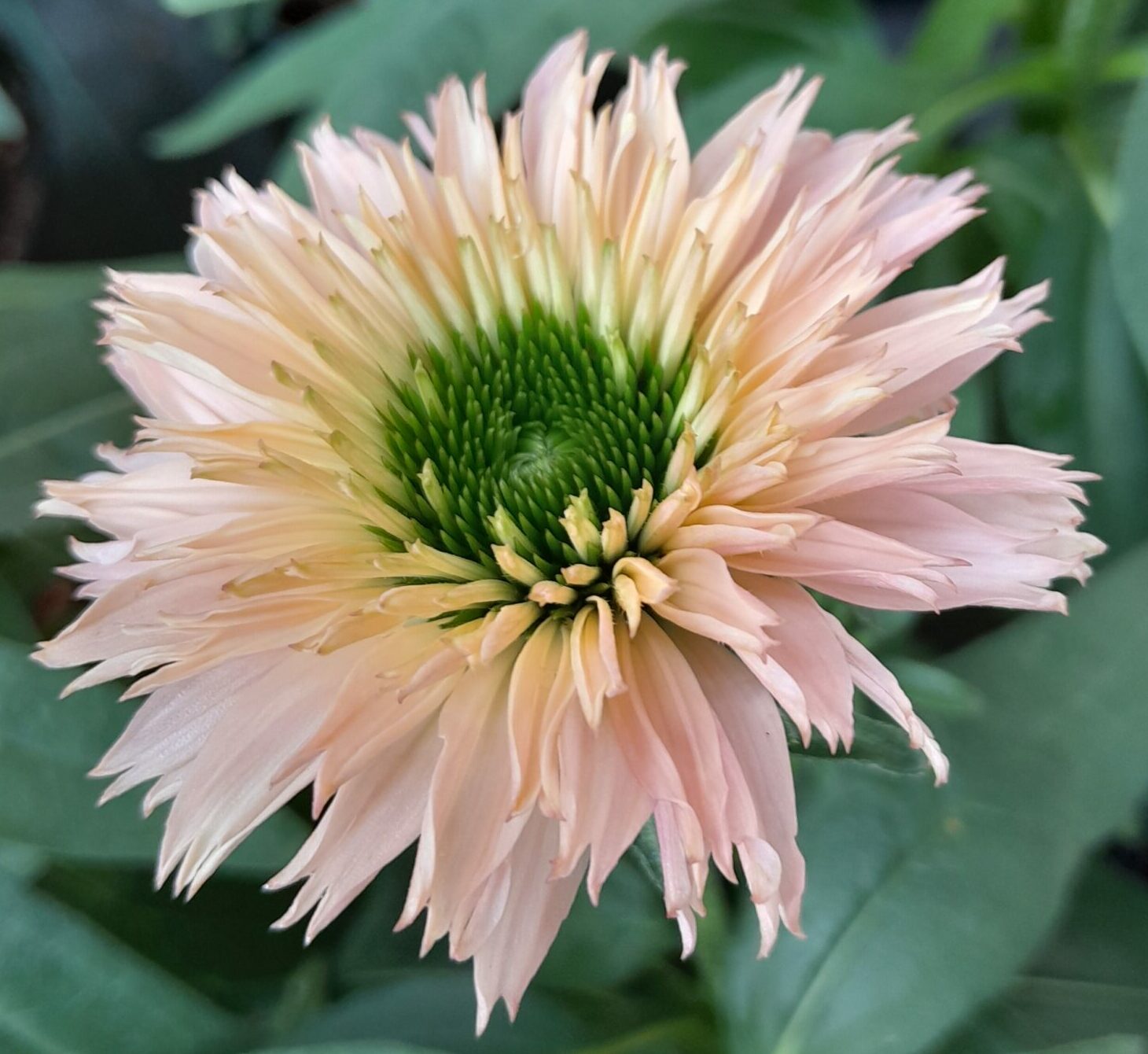 Echinacea Sunseekers ‘Salmon’ - Rode Zonnehoed