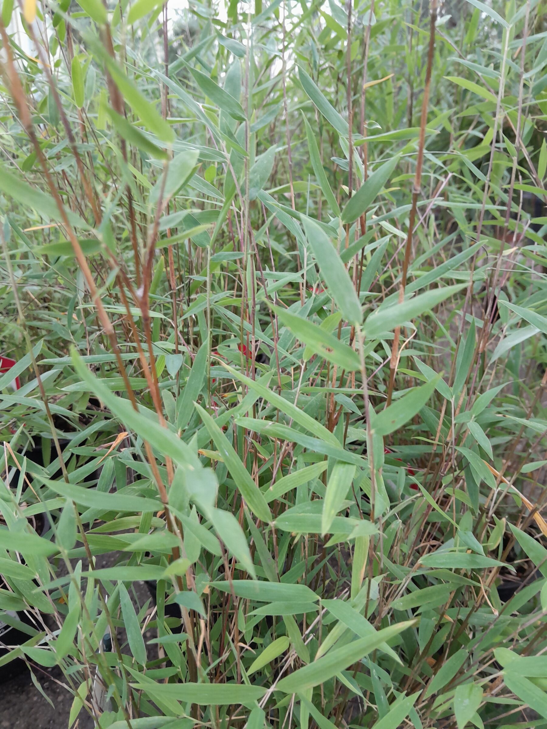 Fargesia jiuzhaigou ‘Deep Purple’ - Zwarte Bamboe