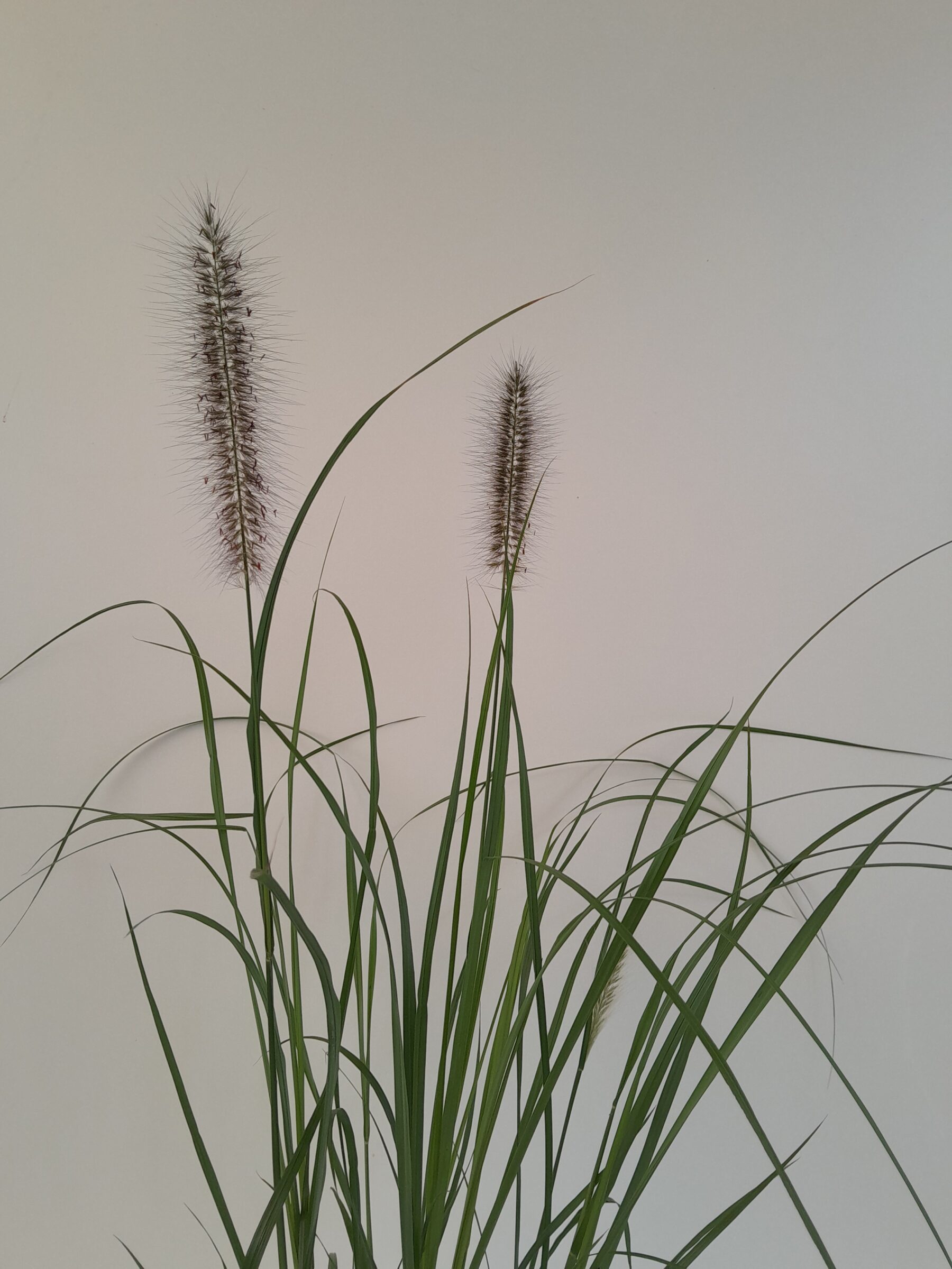 Pennisetum alopecuroides ‘Black Beauty’ - Lampenpoetsersgras