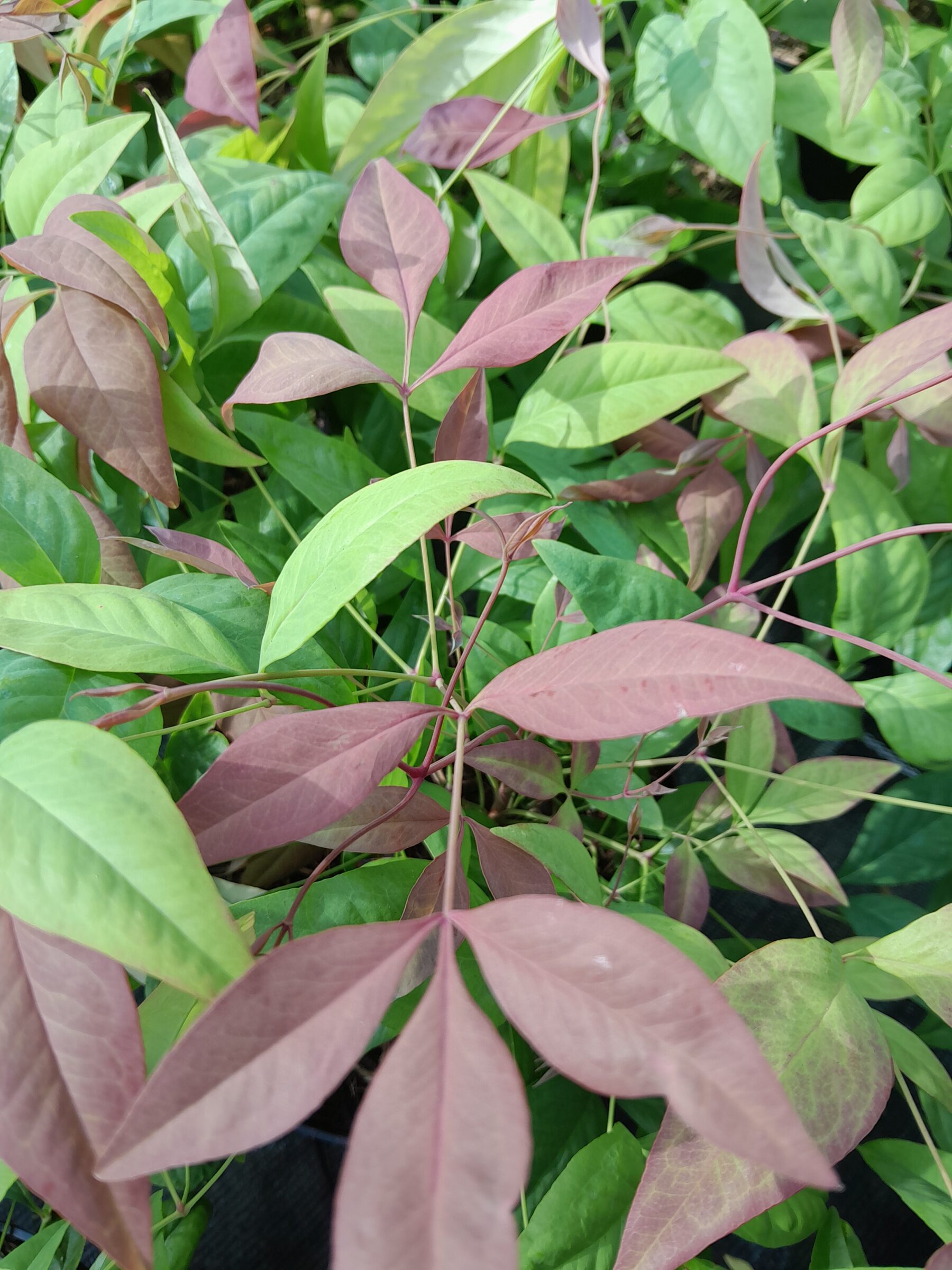 Nandina domestica ‘Blush Pink’ - Hemelse Bamboe