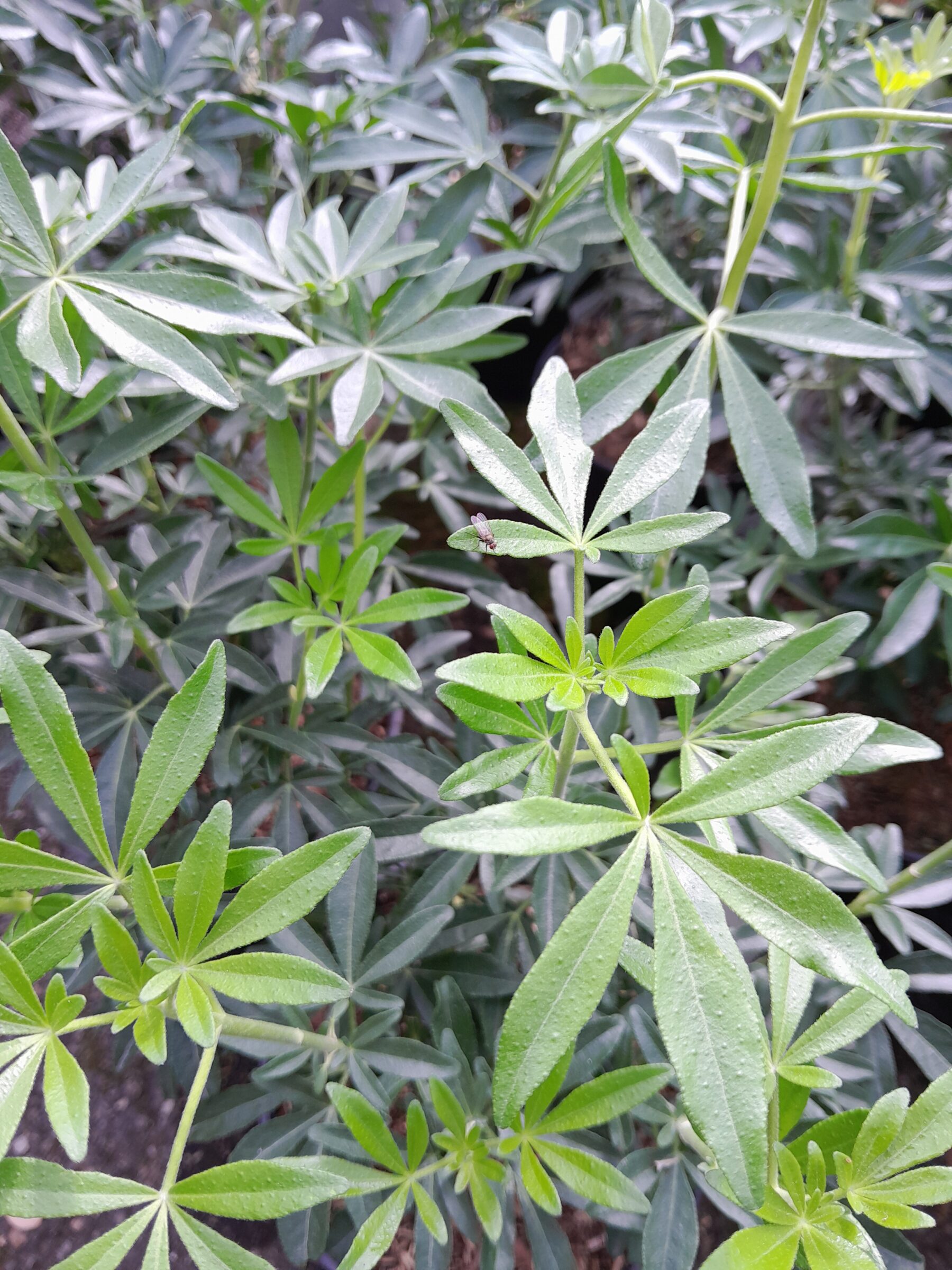 Choisya ‘GreenFingers’ - Mexicaanse oranjebloesem