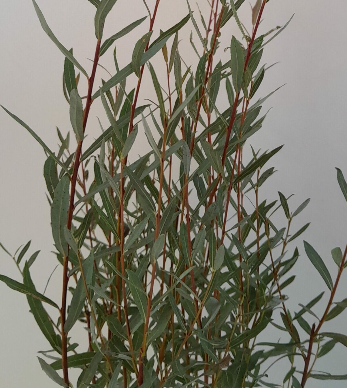 Salix purpurea ‘Nana’ - Dwergwilg