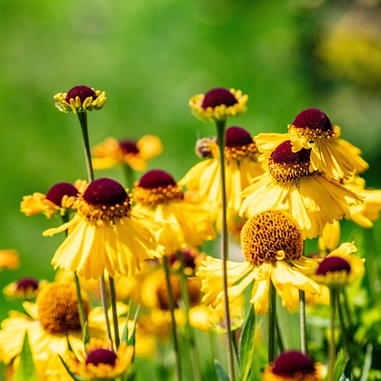 Helenium bigelovii ‘The Bishop’ - Zonnekruid