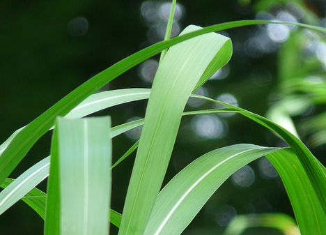 Hakonechloa macra ‘Greenhills’ - Hakonegras