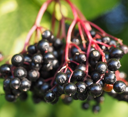 Sambucus nigra ‘Black Tower’ - Vlier