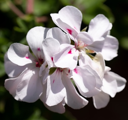 Phlox ‘Amazing Grace’ - Kruipphlox