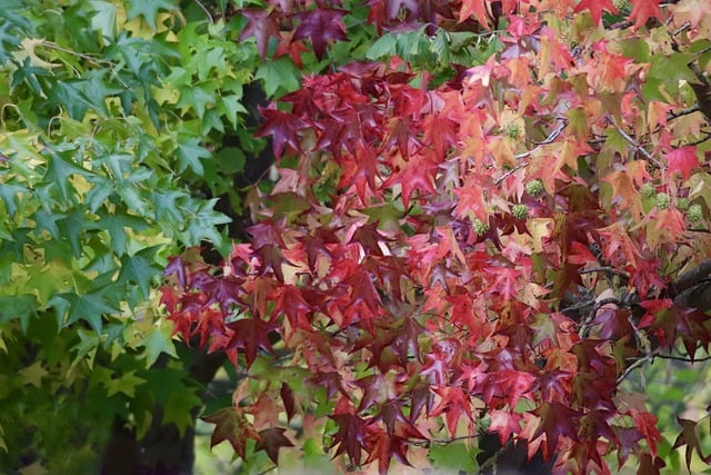Liquidambar styraciflua ‘Worplesdon’ struik - Amberboom