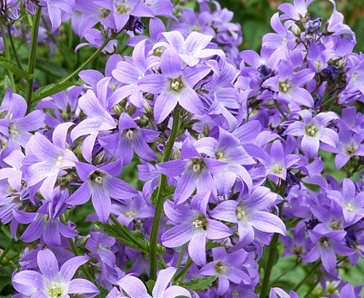 Campanula Garganica - Klokjesbloem