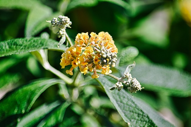 Buddleja weyeriana ‘Sungold’ - Vlinderstruik