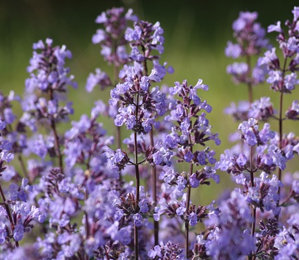 Nepeta faassenii - Kattekruid