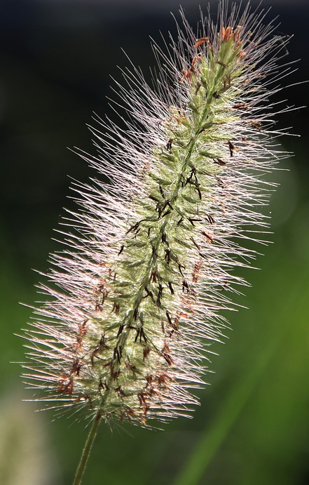 Pennisetum alopecuroides ‘Moudry’ - Lampenpoetsergras