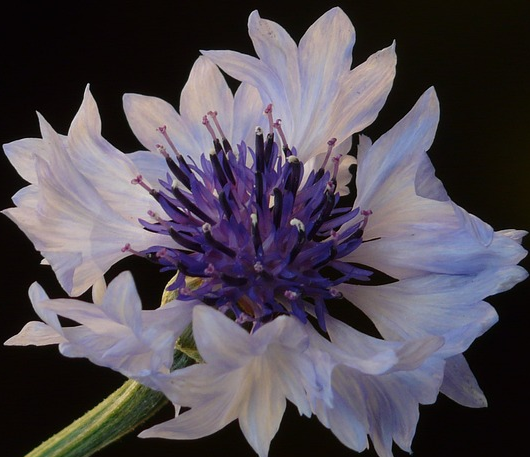 Centaurea ‘Amethyst in Snow’ - Korenbloem