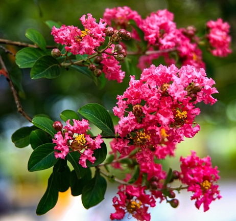 Lagerstroemia Indica ‘Rhapsody Blue’ - Indische Sering