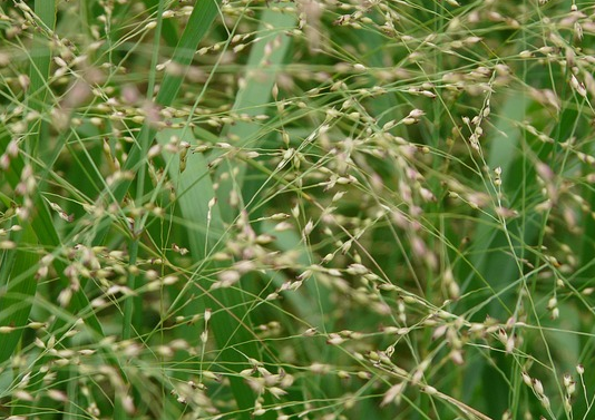 Molinia caerulea ‘Moorflamme’ - Pijpenstrootje