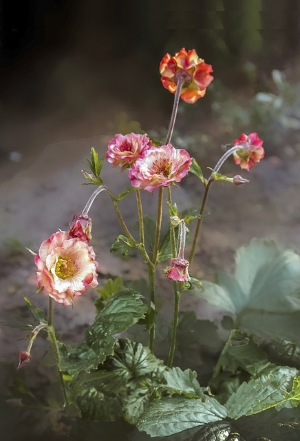 Geum ‘Tempo Rose’ - Nagelkruid