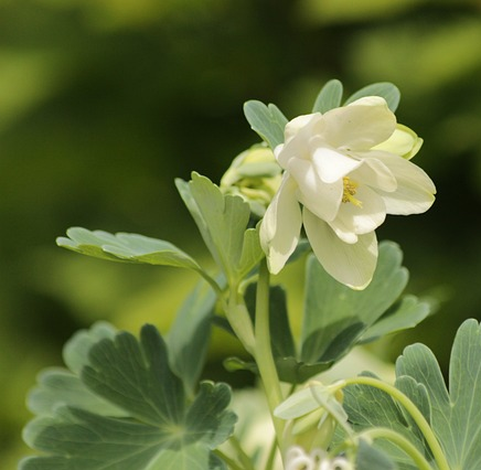 Aquilegia Earlybird White - Akelei