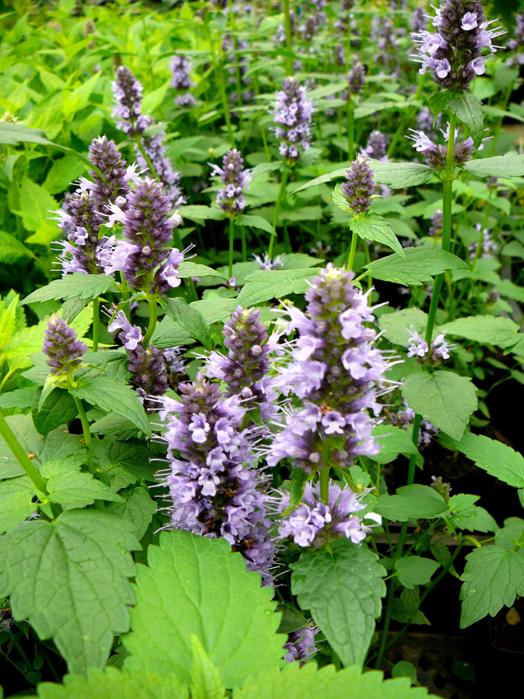 Agastache ‘Purple Haze’ - Dropplant