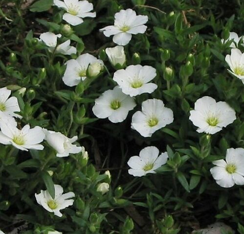 Arenaria Montana - Zandkruid