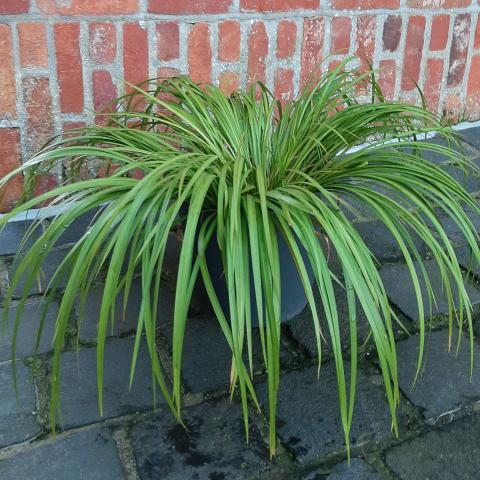 Acorus Gramineaus ‘Licorice’ - Zoethoutgras