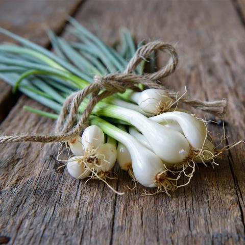 Allium var. Bulbifera - Sint-Jansui