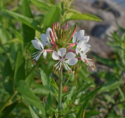 Gaura lindheimeri ‘Elurra’ - Prachtkaars