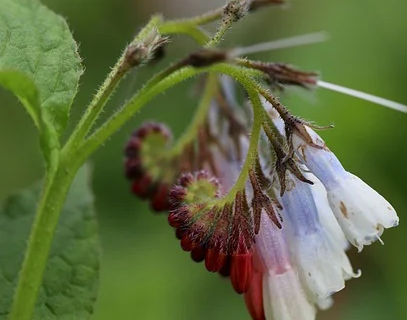 Symphytum grandiflorum ‘Wisley Blue’ - Smeerwortel