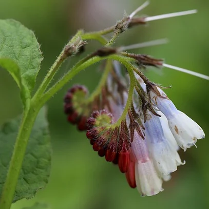 Symphytum grandiflorum ‘Wisley Blue’ - Smeerwortel