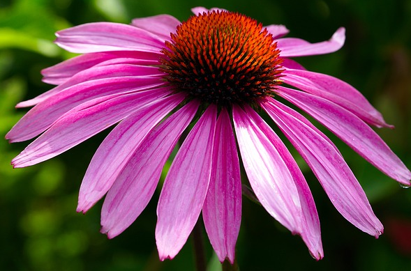 Echinacea purpurea ‘Little Magnus’ - Rode Zonnehoed