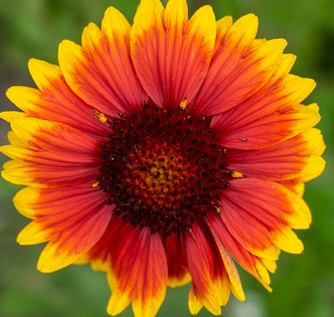 Gaillardia aristata ‘Bremen’ - Kokardebloem
