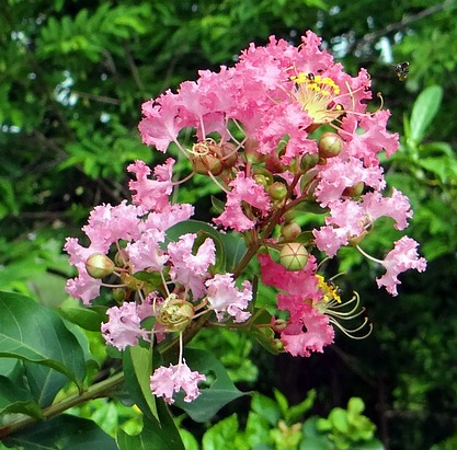 Lagerstroemia Indica ‘Rhapsody in Pink’ - Indische Sering