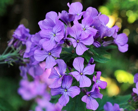 Lunaria annua - Judaspenning