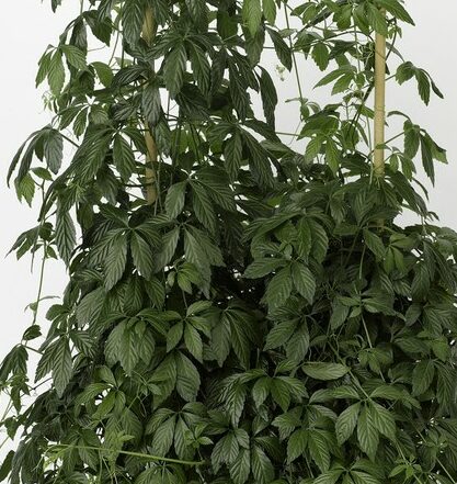 Gynostemma Pentaphyllum - Onsterfelijksheidskruid