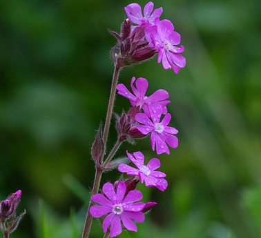 Silene Schafta - Lijmkruid