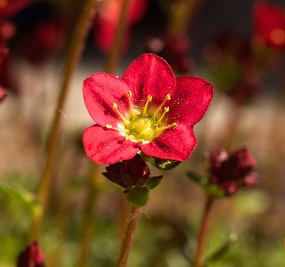 Saxifraga arendsii ‘Pixi Pan Red’ - Steenbreek